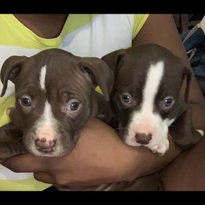 Meet your Posher, Breonna